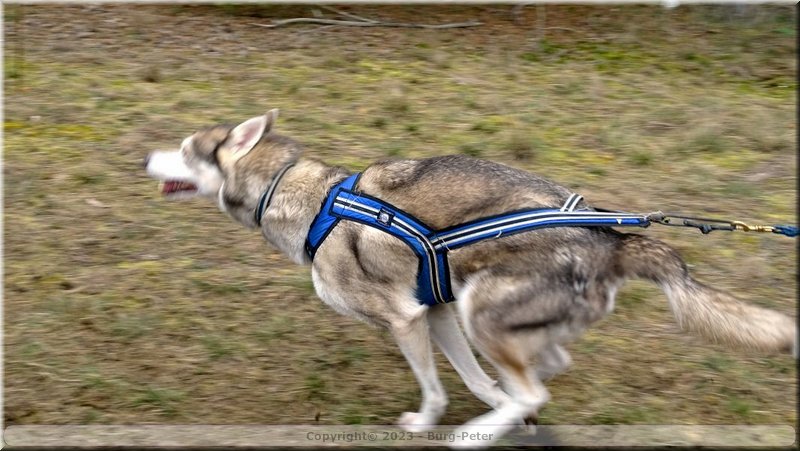 2023_03_husky105.jpg