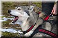 2023_03_husky024.jpg