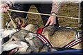 2023_03_husky026.jpg