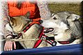 2023_03_husky027.jpg