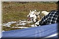 2023_03_husky031.jpg