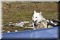 2023_03_husky032.jpg