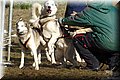 2023_03_husky039.jpg