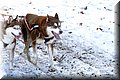 2023_03_husky069.jpg