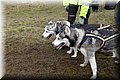 2023_03_husky077.jpg