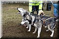 2023_03_husky080.jpg