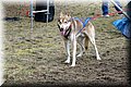 2023_03_husky098.jpg