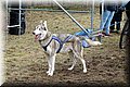 2023_03_husky102.jpg