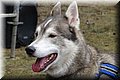 2023_03_husky104.jpg