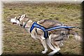 2023_03_husky105.jpg