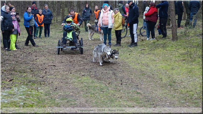 husky108.jpg